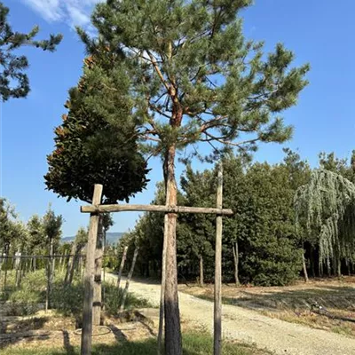 Hochstamm 60-65 VP24-8076 - Kiefer - Pinus sylvestris - Collection