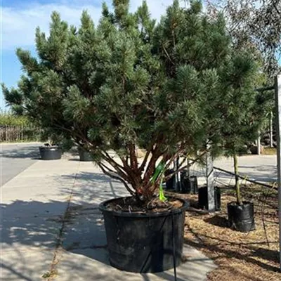 Schirmform 200-250 VK 3200 - Silberkiefer - Pinus sylvestris 'Watereri' - Collection