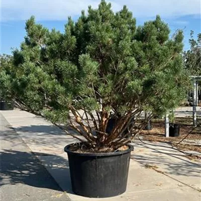 Schirmform 200-250 VK 3200 - Silberkiefer - Pinus sylvestris 'Watereri' - Collection