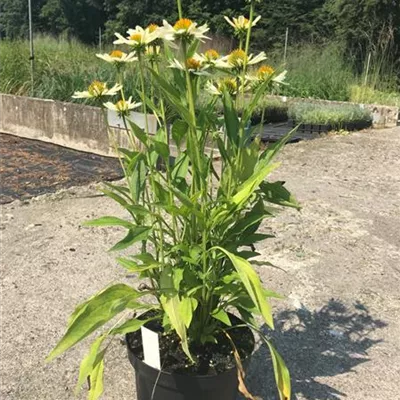 Topfgrösse 3 Liter - Garten-Scheinsonnenhut 'Sunrise'® - Echinacea 'Sunrise'