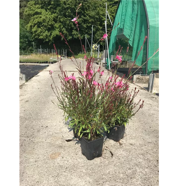 Gaura 'Lillipop Pink'