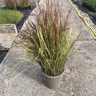 Topfgrösse 3 Liter - Blutgras - Imperata cylindrica 'Red Baron'