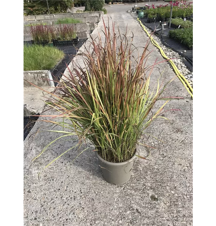 Blutgras - Imperata cylindrica 'Red Baron'