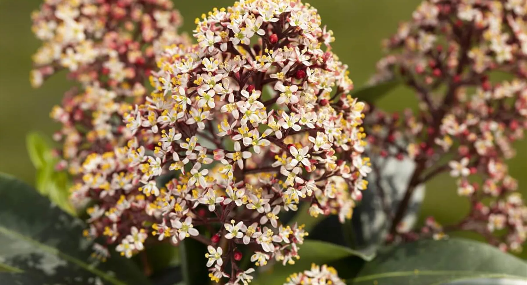 Was-ist-eine-Skimmia.jpg