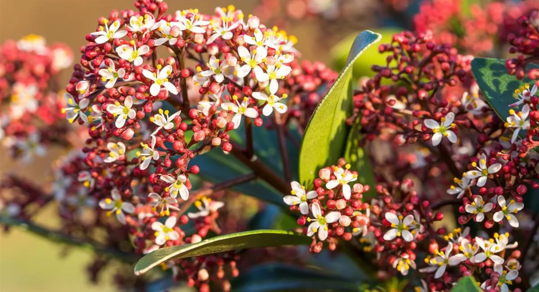 Skimmia japonica Pflege