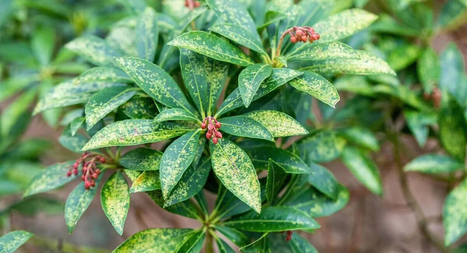 Krankheiten bei Skimmia