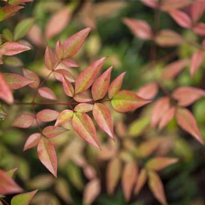 im Container 40 - 50 - Gartennandine - Nandina domestica 'Gulf Stream'