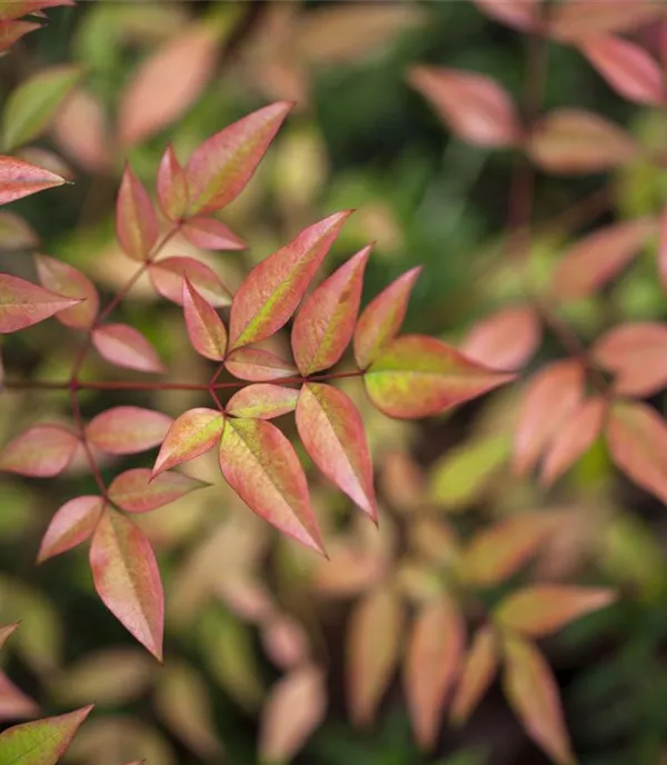 Nandina domestica 'Gulf Stream'