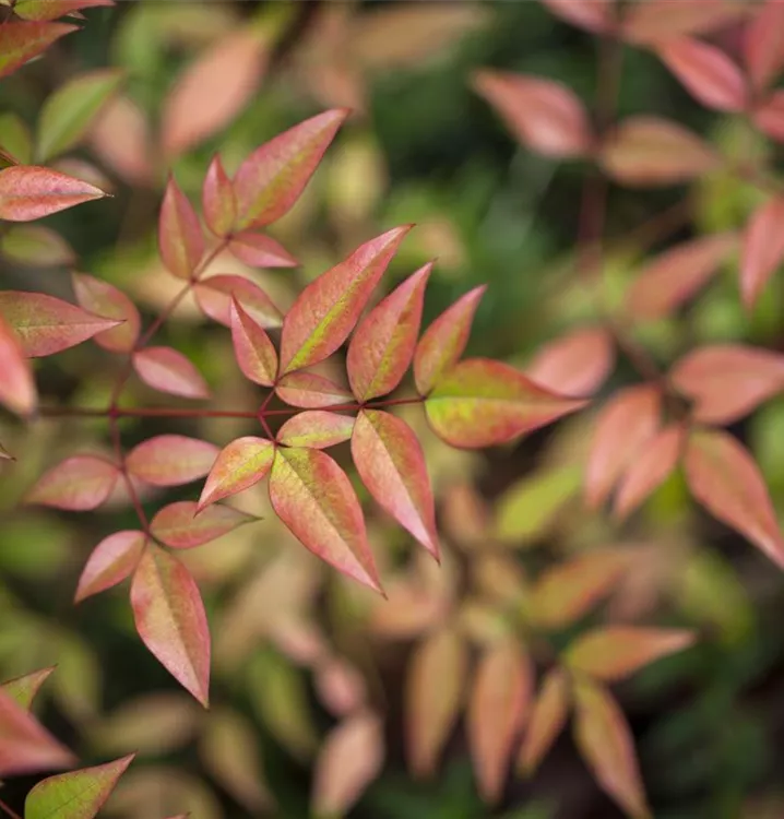 Gartennandine - Nandina domestica 'Gulf Stream'