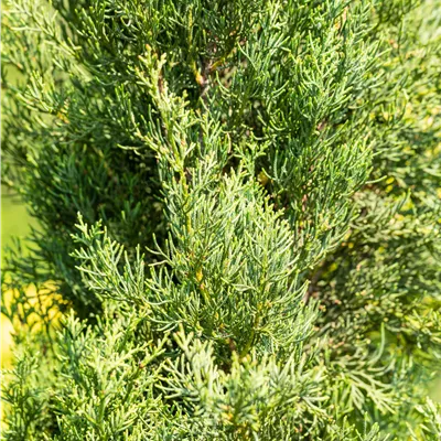 Solitär VP24-8012 1565 - Echte Säulenzypresse 'Pyramidalis' - Cupressus sempervirens 'Pyramidalis' - Collection