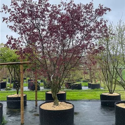 Sol 200 - 300 x 350 - 400 - Roter Fächerahorn 'Bloodgood' - Acer palmatum 'Bloodgood' - Collection