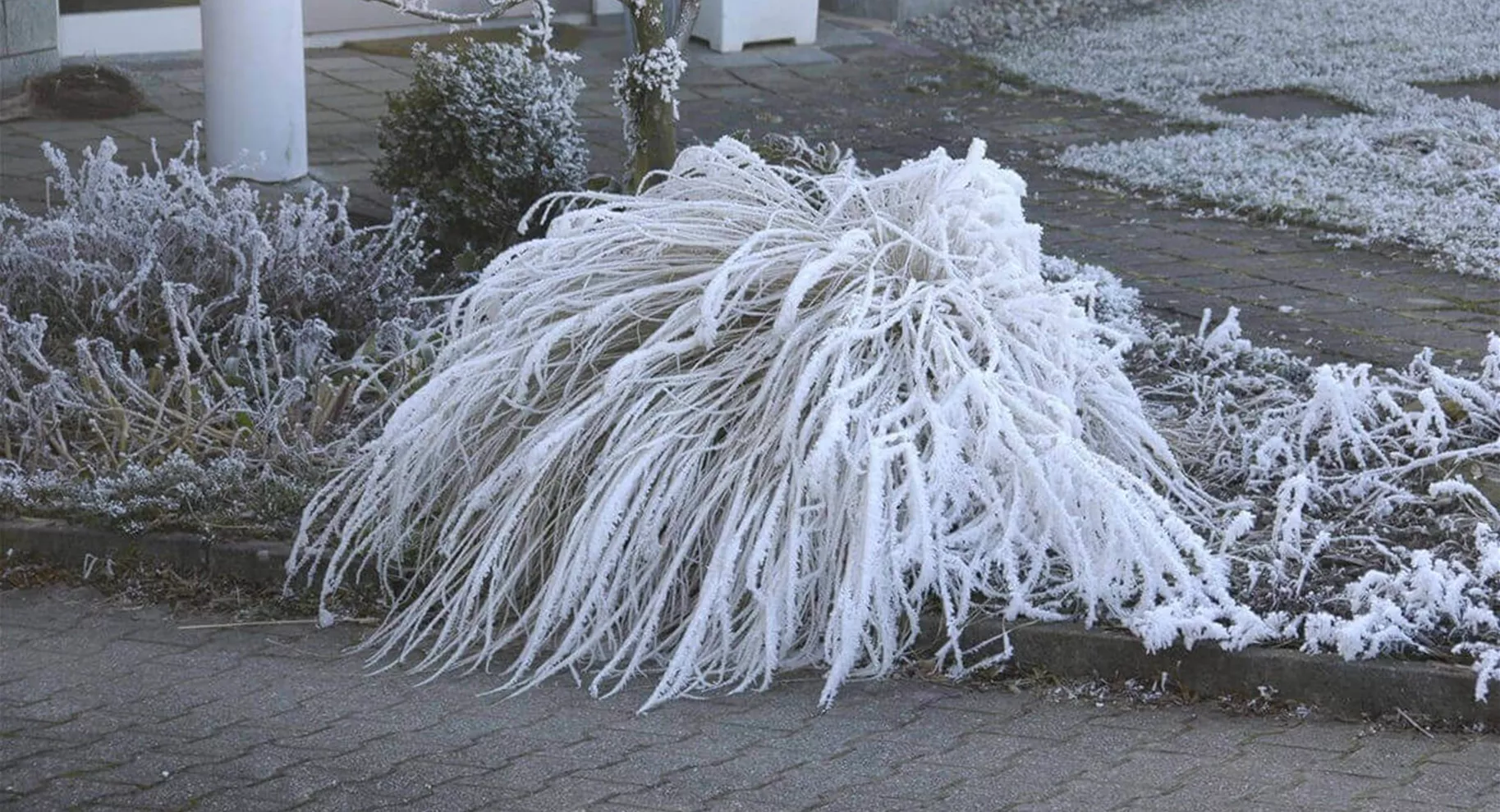 Wann schneidet man Gräser.jpg