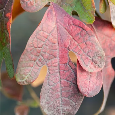 Solitär 250-300 VK24-9038 1800 - Fenchelholzbaum - Sassafras albidum - Collection