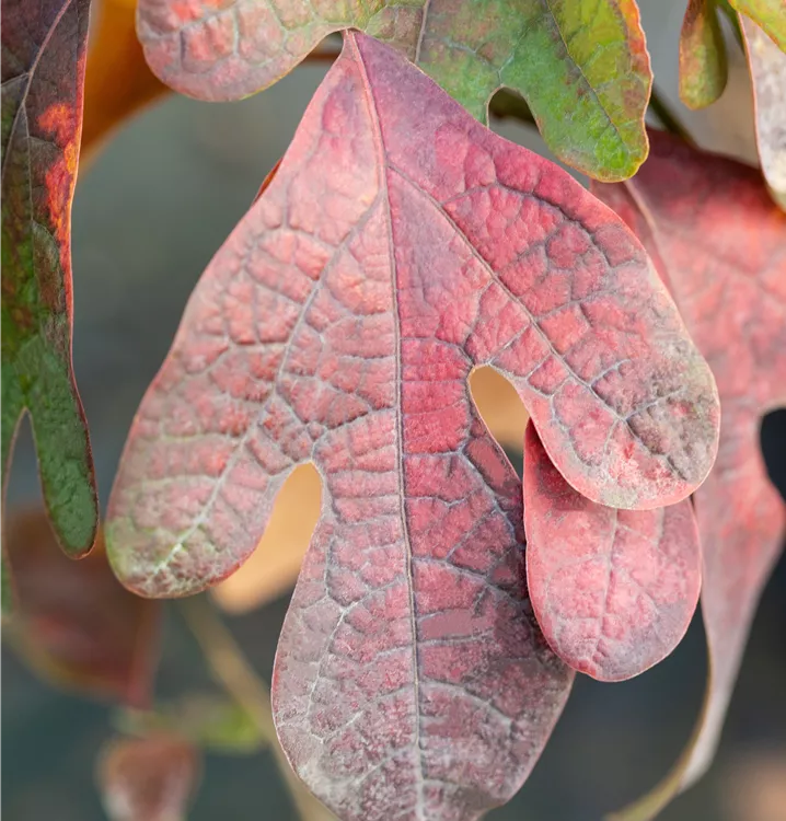 Fenchelholzbaum - Sassafras albidum - Collection