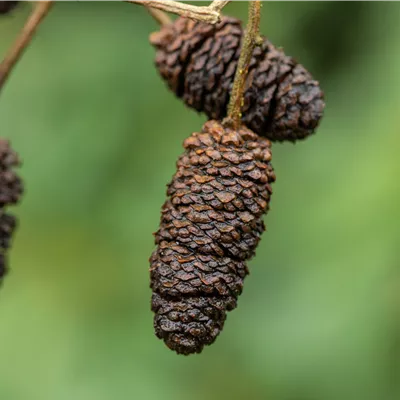 Hochstamm im Container, Stammumfang 10-12 - Roterle - Alnus glutinosa