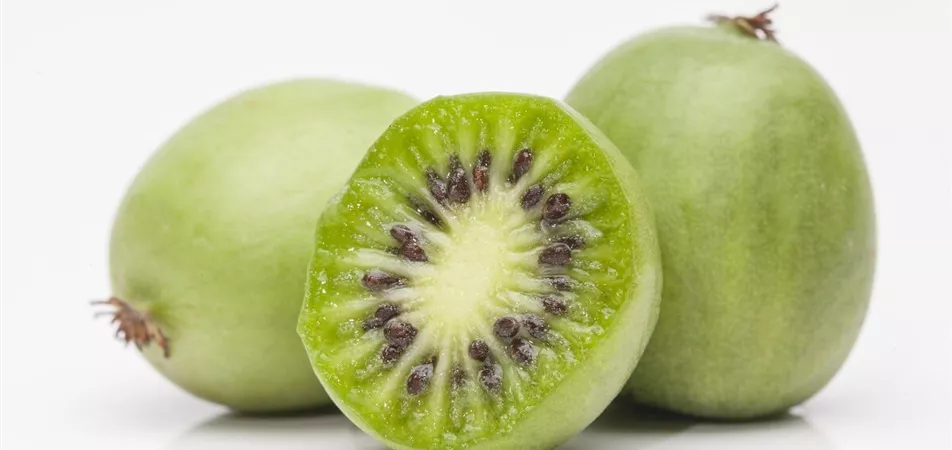 Mini-Kiwi als essbare Kletterpflanze.jpg