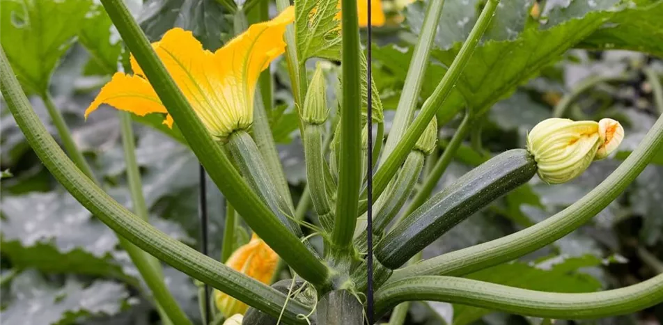 Zucchini-Kletterpflanze mit Früchten.jpg