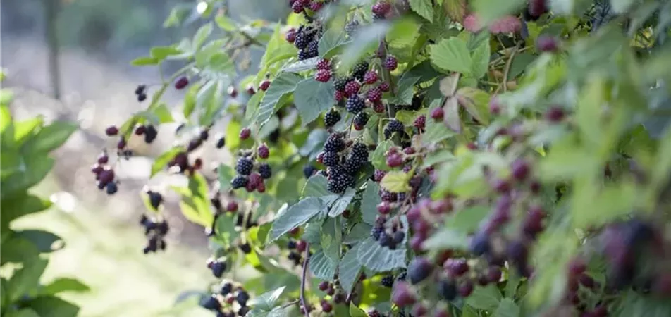 Brombeeren als Rankpflanze mit Früchten.jpg