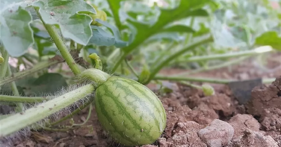 Mini-Wassermelone-Kletterpflanze.jpg