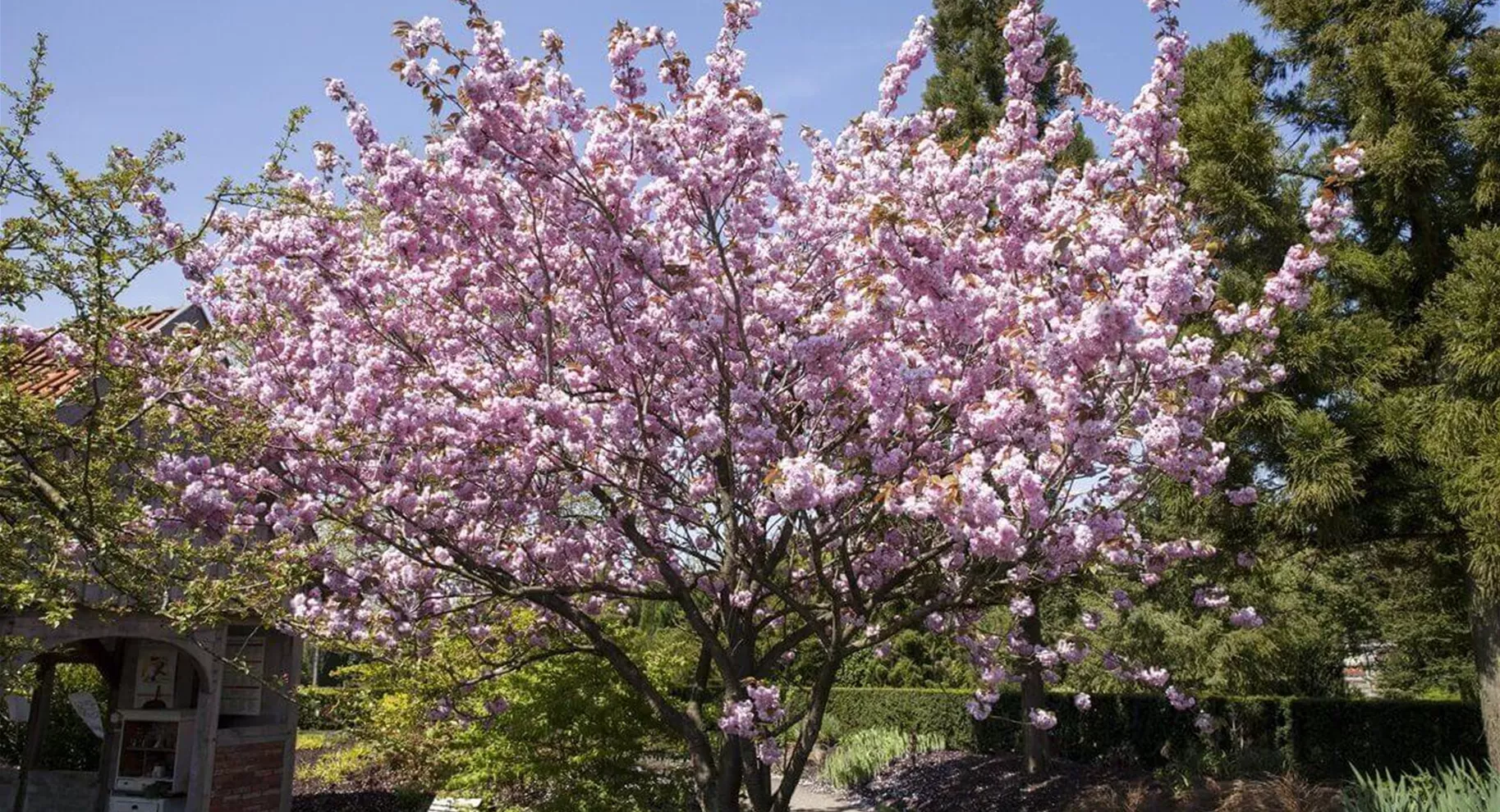 Obstbäume als natürliche Schattenspender.jpg