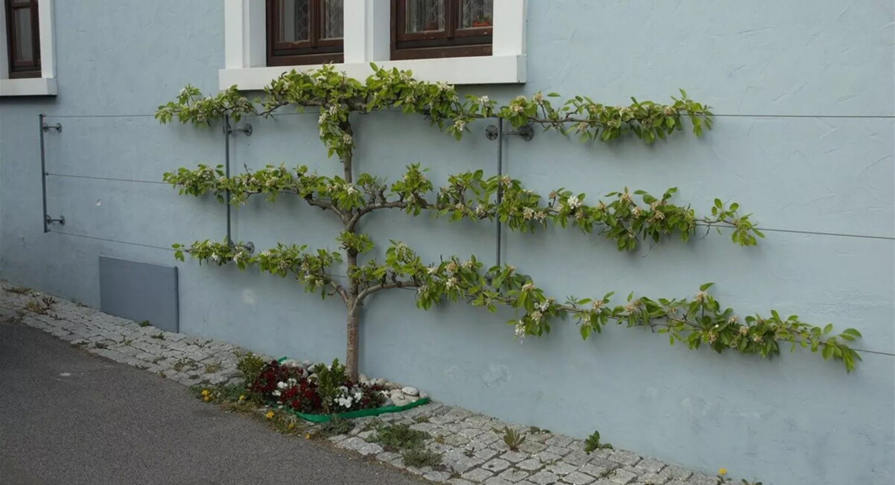 Bäume in Form schneiden mit Obstspalier.jpg