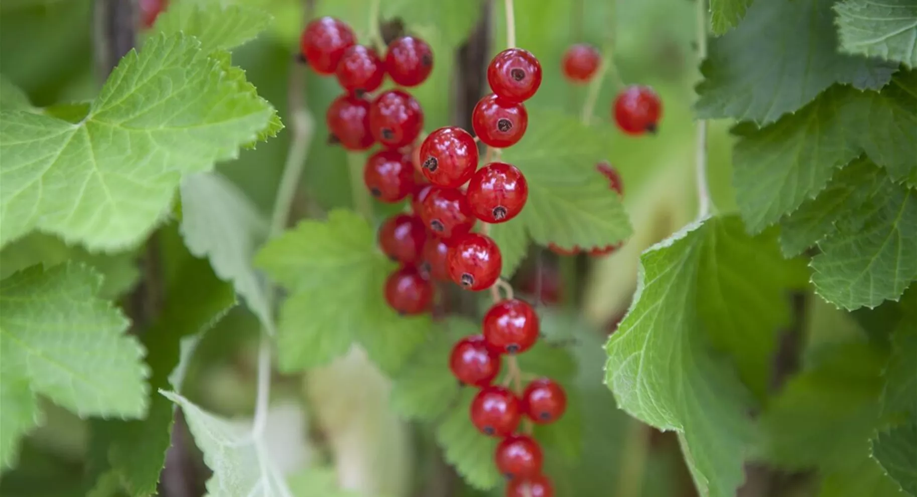 Johannisbeeren als Gartenbeeren.jpg