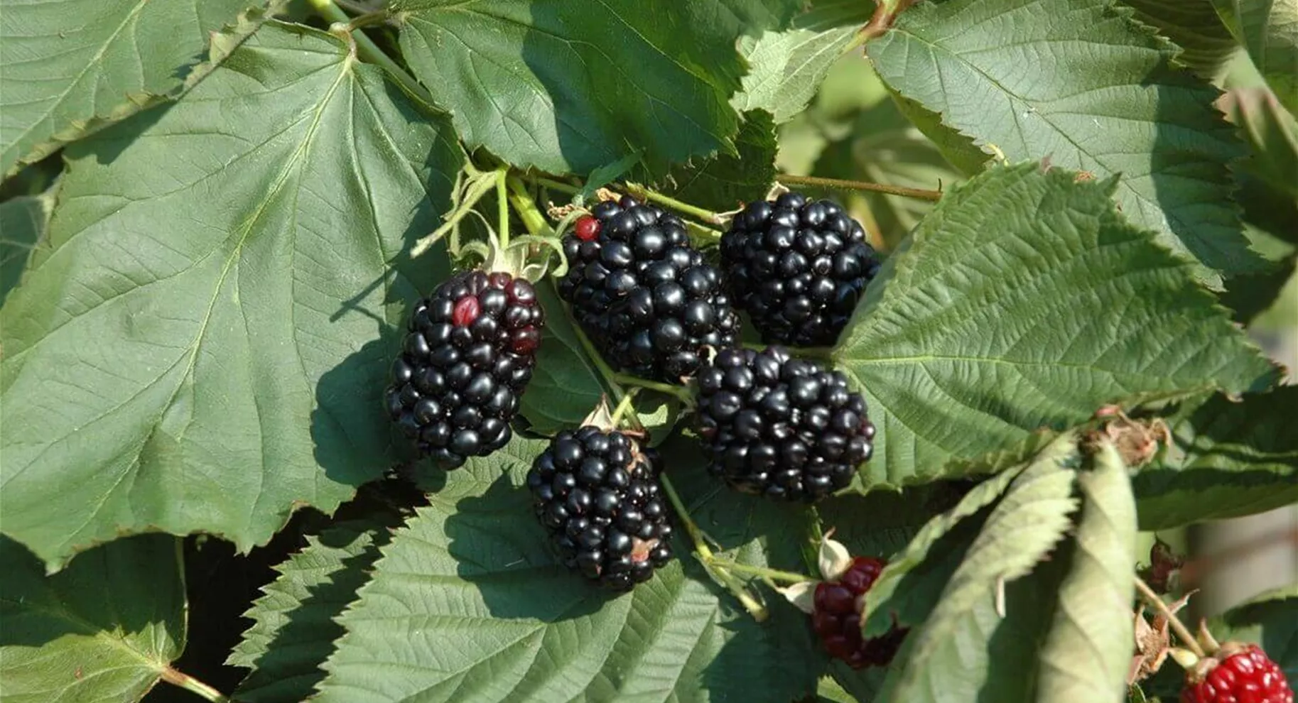 Brombeeren für den Garten.jpg