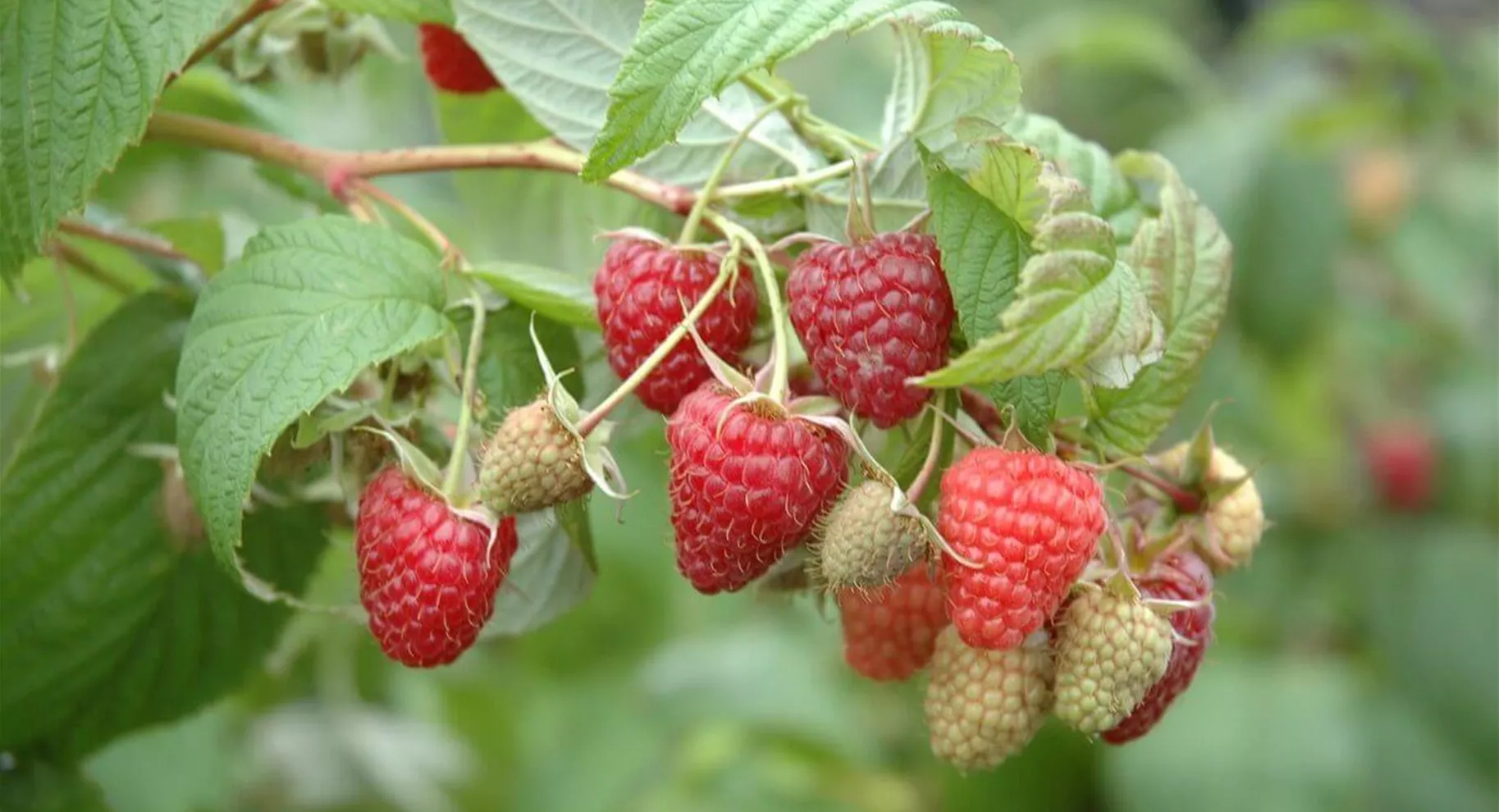 Himbeeren für den Garten.jpg