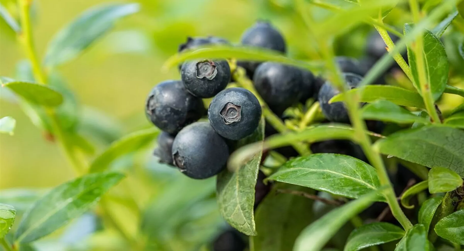 Heidelbeeren-Beerensträucher für den Garten.jpg