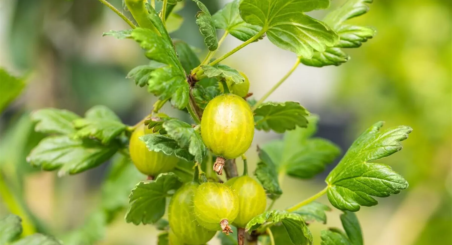 Stachelbeeren-Sträucher im Garten.jpg