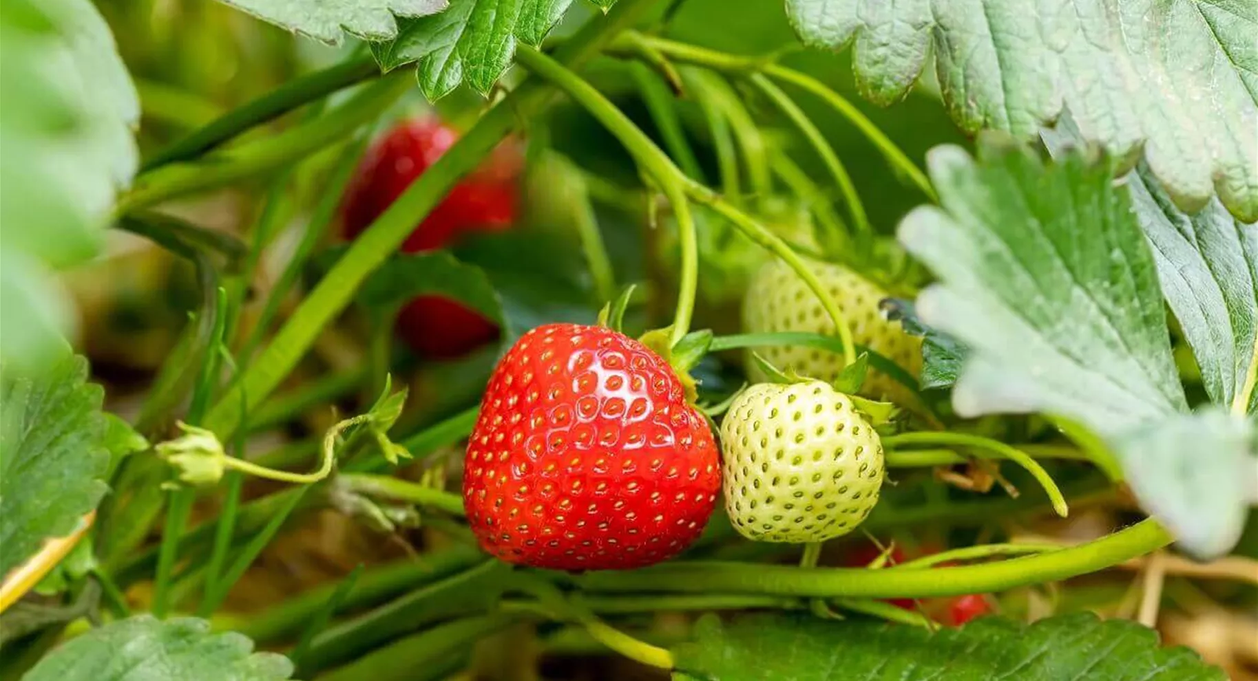 Erdbeere im Garten.jpg