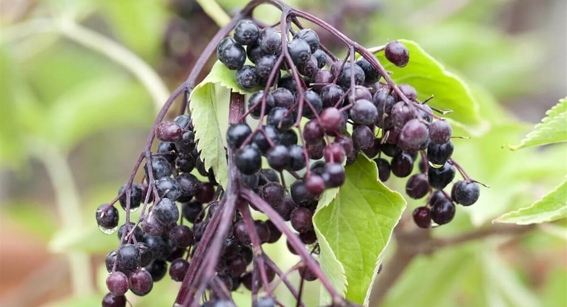 Holunderbeeren-Strauch.jpg