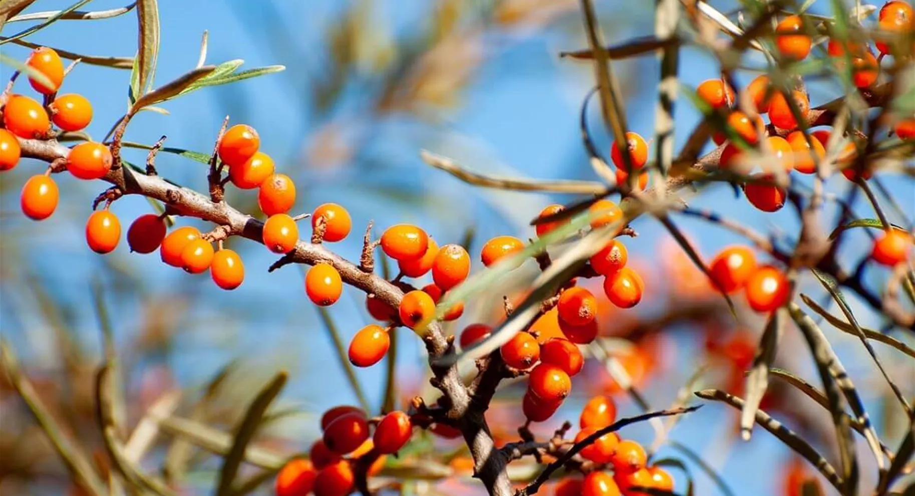 Sanddorn-Beeren für den Garten.jpg