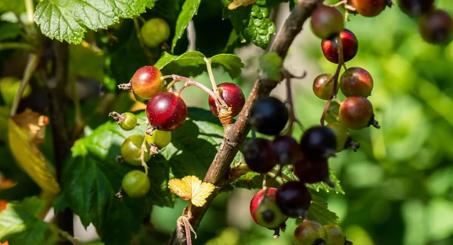 Jostabeeren im Garten.jpg