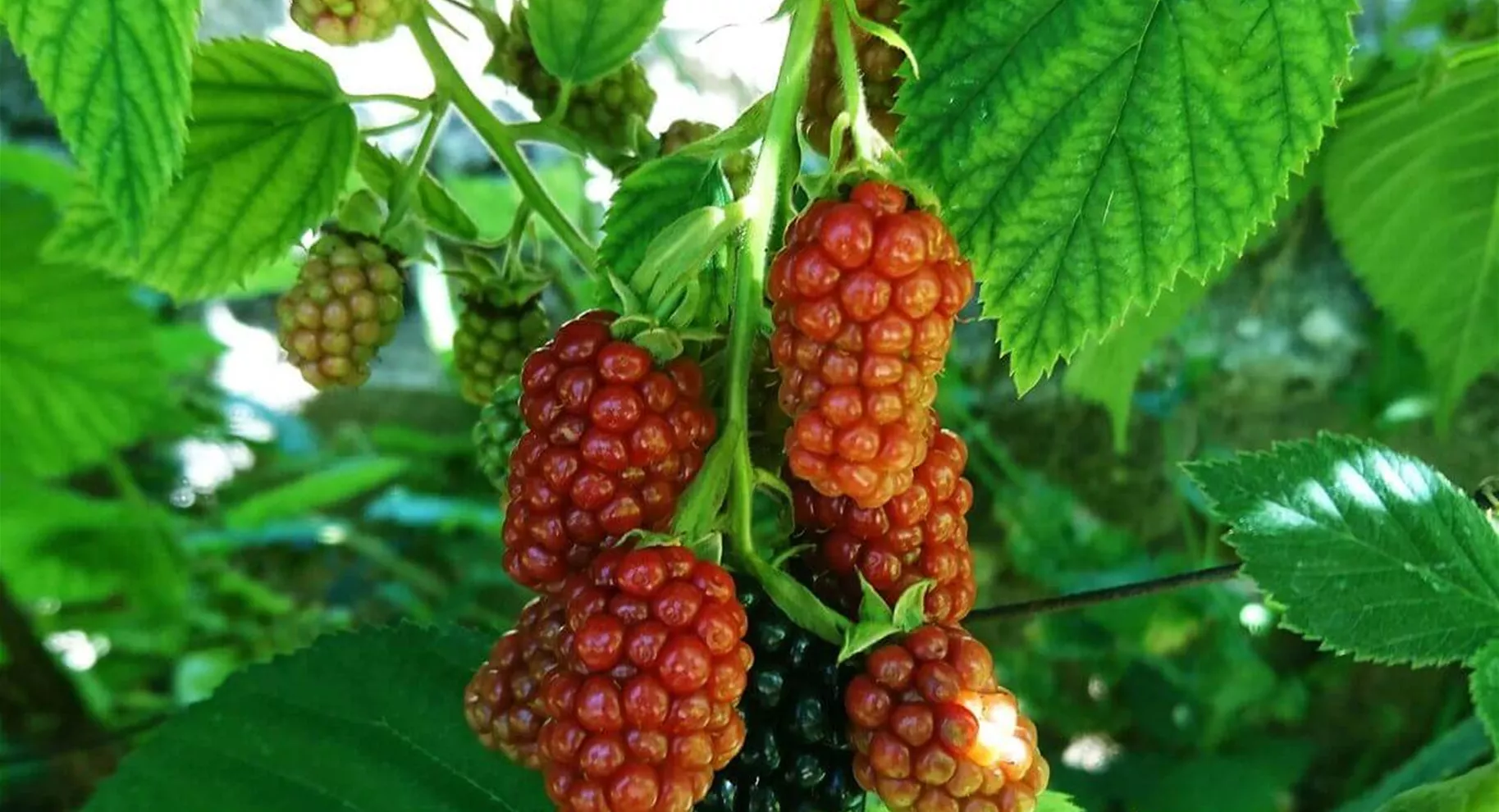 Taybeere als Gartenbeere.jpg