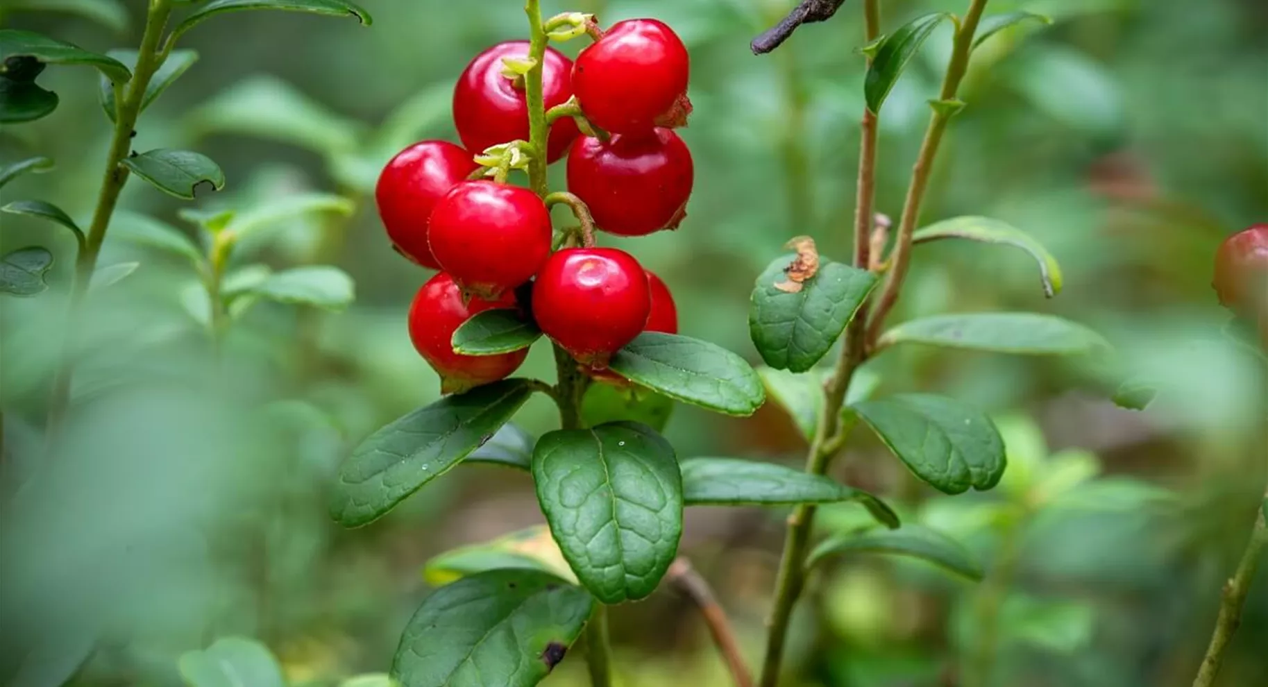 Preiselbeeren pflanzen im Garten.jpg