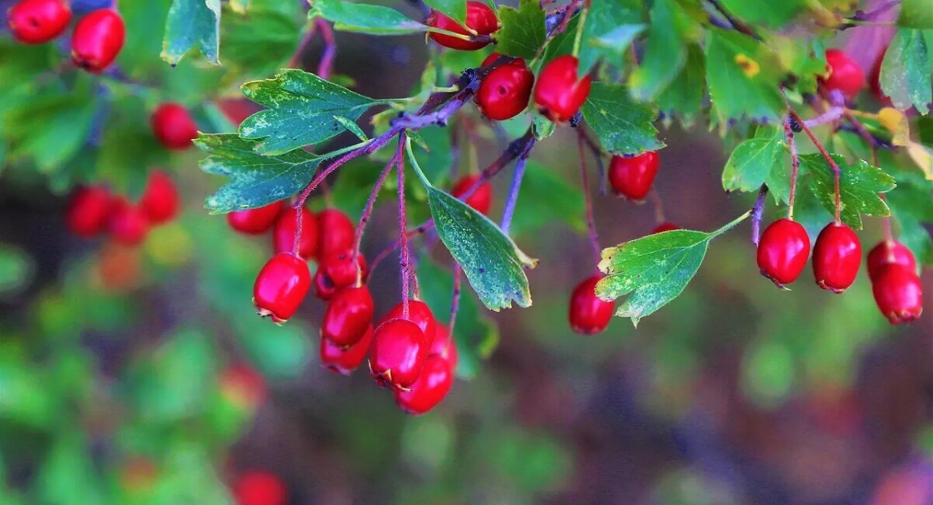 Cranberrys als Gartenbeeren.jpg