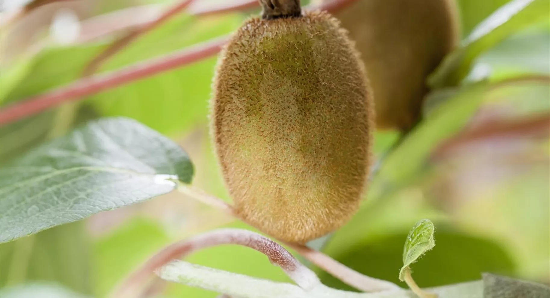 Kiwi als exotischer Beerenstrauch für den Garten.jpg