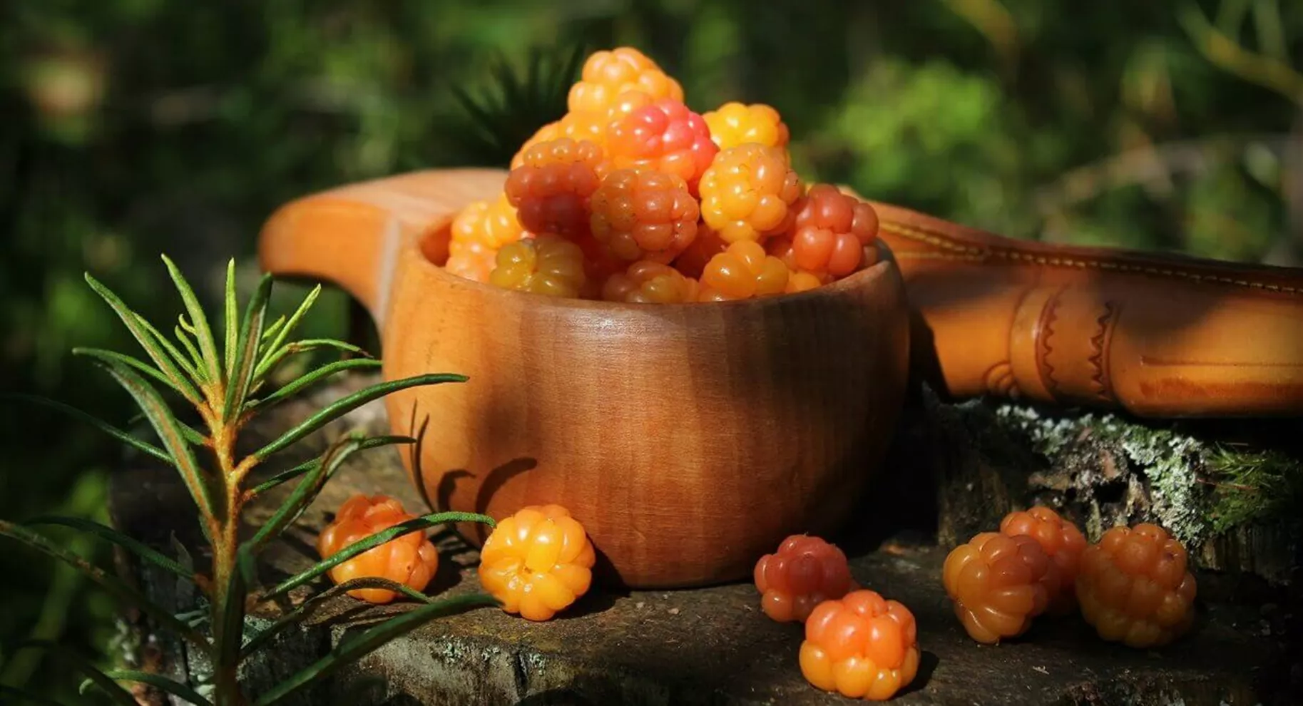 Lachsbeeren-Strauch im Garten.jpg