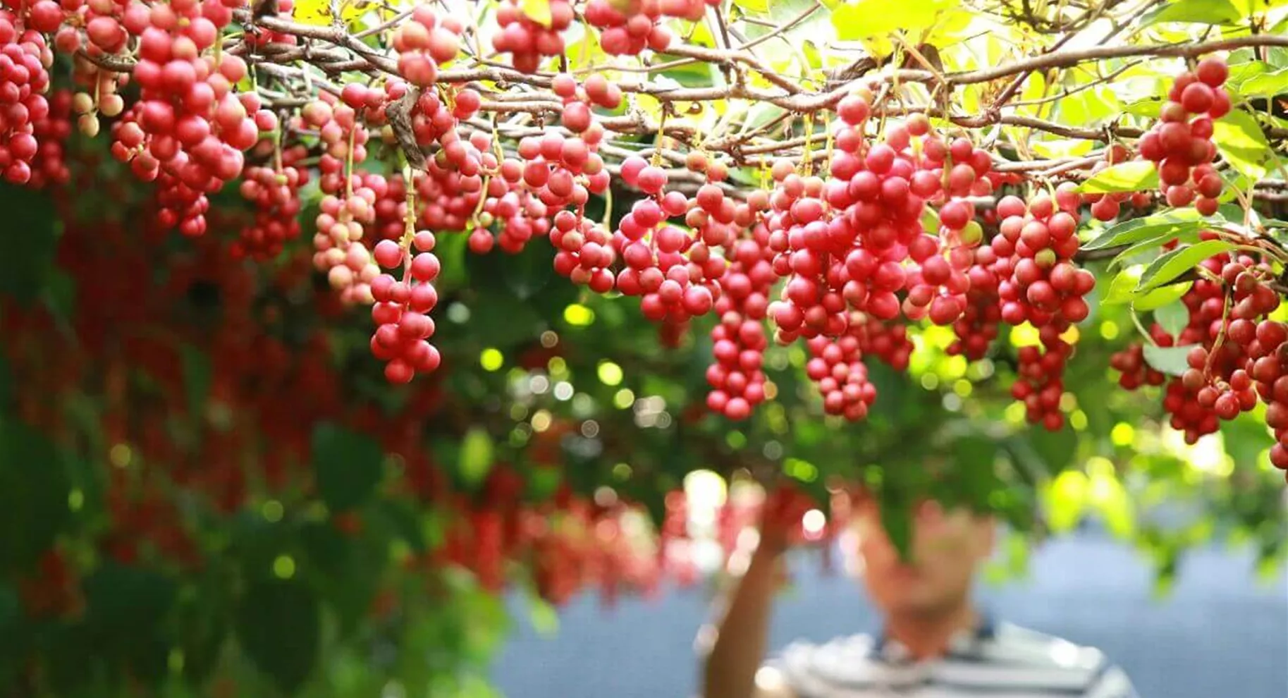 Schisandrabeeren-Strauch.jpg