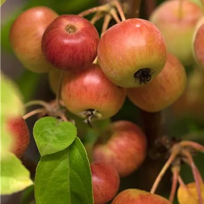 Hochstamm im Container Stammumfang 10 - 12cm - Zierapfel 'Evereste'® - Malus 'Evereste'®