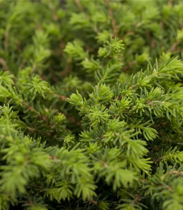 Picea abies 'Echiniformis'