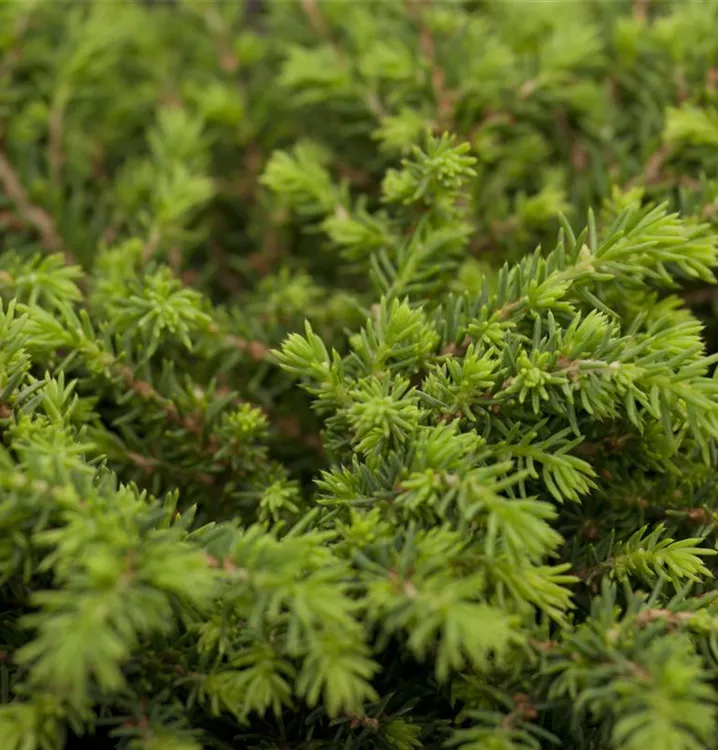 Fichte - Picea abies 'Echiniformis'