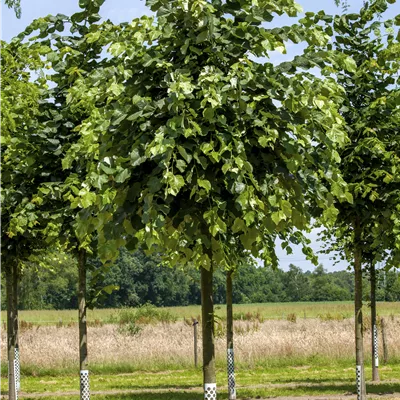 Hochstamm im Container Stammumfang 16 - 18cm - Silberlinde 'Brabant' - Tilia tomentosa 'Brabant'