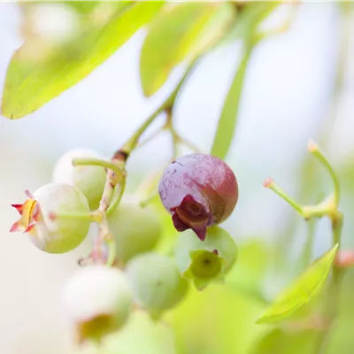 Höhe 8 - 10cm - Preiselbeere 'Red Pearl' - Vaccinium (Preiselbeere) 'Red Pearl'