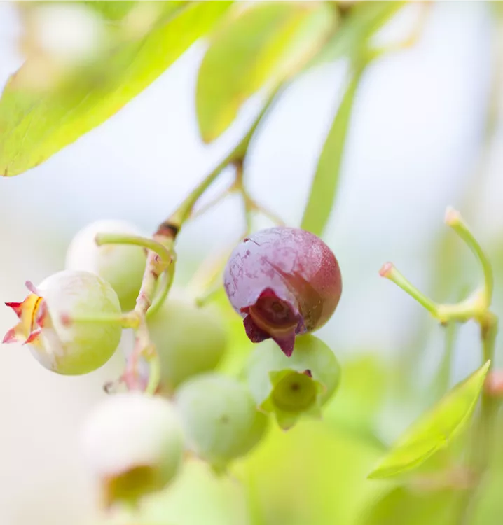 Vaccinium vitis-idaea 'Red Pearl'