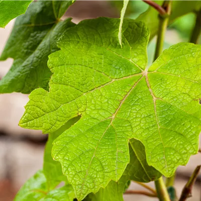 im Container - Tafeltraube 'Vanessa'® - Vitis (Weinrebe) 'Vanessa'