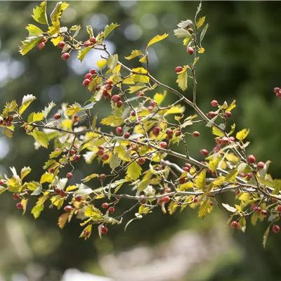 im Container 70 - 80cm - Eingriffeliger Weissdorn - Crataegus monogyna