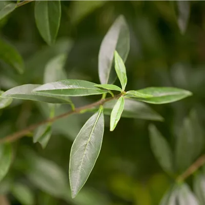 Solitär im Container 70 - 80cm - Gemeiner Liguster - Ligustrum vulgare