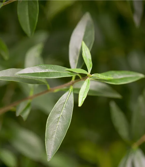 Ligustrum vulgare